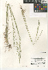  ( - CCDB-23952-E11)  @11 [ ] CreativeCommons - Attribution Non-Commercial Share-Alike (2015) SDNHM San Diego Natural History Museum