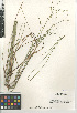  ( - CCDB-23952-F01)  @11 [ ] CreativeCommons - Attribution Non-Commercial Share-Alike (2015) SDNHM San Diego Natural History Museum