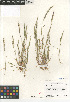  (Vulpia myuros - CCDB-23952-F08)  @11 [ ] CreativeCommons - Attribution Non-Commercial Share-Alike (2015) SDNHM San Diego Natural History Museum