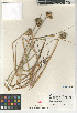  ( - CCDB-23952-G02)  @11 [ ] CreativeCommons - Attribution Non-Commercial Share-Alike (2015) SDNHM San Diego Natural History Museum