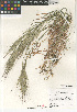  ( - CCDB-23952-G05)  @11 [ ] CreativeCommons - Attribution Non-Commercial Share-Alike (2015) SDNHM San Diego Natural History Museum