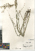  ( - CCDB-23952-H01)  @11 [ ] CreativeCommons - Attribution Non-Commercial Share-Alike (2015) SDNHM San Diego Natural History Museum