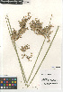  ( - CCDB-23952-H02)  @11 [ ] CreativeCommons - Attribution Non-Commercial Share-Alike (2015) SDNHM San Diego Natural History Museum
