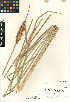  ( - CCDB-23964-A01)  @11 [ ] CreativeCommons - Attribution Non-Commercial Share-Alike (2015) SDNHM San Diego Natural History Museum
