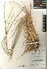  (Elymus hispidus - CCDB-23964-B01)  @11 [ ] CreativeCommons - Attribution Non-Commercial Share-Alike (2015) SDNHM San Diego Natural History Museum