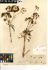  (Cicuta maculata - CCDB-23964-F02)  @11 [ ] CreativeCommons - Attribution Non-Commercial Share-Alike (2015) SDNHM San Diego Natural History Museum