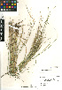  (Nassella cernua - CCDB-23964-H01)  @11 [ ] CreativeCommons - Attribution Non-Commercial Share-Alike (2015) SDNHM San Diego Natural History Museum