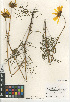  ( - CCDB-23964-H08)  @11 [ ] CreativeCommons - Attribution Non-Commercial Share-Alike (2015) SDNHM San Diego Natural History Museum