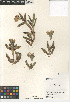  ( - CCDB-24804-A10)  @11 [ ] CreativeCommons - Attribution Non-Commercial Share-Alike (2015) SDNHM San Diego Natural History Museum