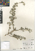  ( - CCDB-24804-B12)  @11 [ ] CreativeCommons - Attribution Non-Commercial Share-Alike (2015) SDNHM San Diego Natural History Museum