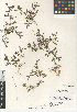  ( - CCDB-24804-D11)  @11 [ ] CreativeCommons - Attribution Non-Commercial Share-Alike (2015) SDNHM San Diego Natural History Museum
