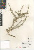  ( - CCDB-24804-D12)  @11 [ ] CreativeCommons - Attribution Non-Commercial Share-Alike (2015) SDNHM San Diego Natural History Museum