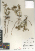  ( - CCDB-24804-E01)  @11 [ ] CreativeCommons - Attribution Non-Commercial Share-Alike (2015) SDNHM San Diego Natural History Museum