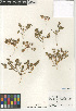  ( - CCDB-24804-F11)  @11 [ ] CreativeCommons - Attribution Non-Commercial Share-Alike (2015) SDNHM San Diego Natural History Museum