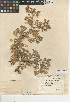  ( - CCDB-24906-A11)  @11 [ ] CreativeCommons - Attribution Non-Commercial Share-Alike (2015) SDNHM San Diego Natural History Museum