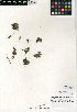  ( - CCDB-24906-B02)  @11 [ ] CreativeCommons - Attribution Non-Commercial Share-Alike (2015) SDNHM San Diego Natural History Museum