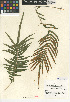  ( - CCDB-24906-C06)  @11 [ ] CreativeCommons - Attribution Non-Commercial Share-Alike (2015) SDNHM San Diego Natural History Museum