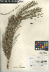 ( - CCDB-24906-C07)  @11 [ ] CreativeCommons - Attribution Non-Commercial Share-Alike (2015) SDNHM San Diego Natural History Museum