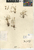  (Isoetes orcuttii - CCDB-24906-F01)  @11 [ ] CreativeCommons - Attribution Non-Commercial Share-Alike (2015) SDNHM San Diego Natural History Museum