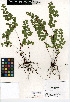  (Adiantum jordanii - CCDB-24906-F04)  @11 [ ] CreativeCommons - Attribution Non-Commercial Share-Alike (2015) SDNHM San Diego Natural History Museum