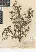  (Sesuvium verrucosum - CCDB-24906-F12)  @11 [ ] CreativeCommons - Attribution Non-Commercial Share-Alike (2015) SDNHM San Diego Natural History Museum