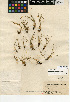  ( - CCDB-24906-G01)  @11 [ ] CreativeCommons - Attribution Non-Commercial Share-Alike (2015) SDNHM San Diego Natural History Museum