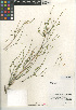  (Carlowrightia - CCDB-24906-G10)  @11 [ ] CreativeCommons - Attribution Non-Commercial Share-Alike (2015) SDNHM San Diego Natural History Museum