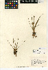  ( - CCDB-24906-H01)  @11 [ ] CreativeCommons - Attribution Non-Commercial Share-Alike (2015) SDNHM San Diego Natural History Museum