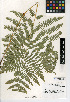  (Pteridium aquilinum var. pubescens - CCDB-24906-H03)  @11 [ ] CreativeCommons - Attribution Non-Commercial Share-Alike (2015) SDNHM San Diego Natural History Museum