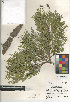  ( - CCDB-24906-H07)  @11 [ ] CreativeCommons - Attribution Non-Commercial Share-Alike (2015) SDNHM San Diego Natural History Museum