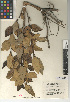  (Avicennia marina var. resinifera - CCDB-24906-H10)  @11 [ ] CreativeCommons - Attribution Non-Commercial Share-Alike (2015) SDNHM San Diego Natural History Museum