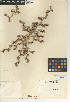  ( - CCDB-24906-H12)  @11 [ ] CreativeCommons - Attribution Non-Commercial Share-Alike (2015) SDNHM San Diego Natural History Museum