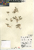  (Eryngium - CCDB-24907-A05)  @11 [ ] CreativeCommons - Attribution Non-Commercial Share-Alike (2015) SDNHM San Diego Natural History Museum