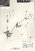  (Osmorhiza brachypoda - CCDB-24907-A06)  @11 [ ] CreativeCommons - Attribution Non-Commercial Share-Alike (2015) SDNHM San Diego Natural History Museum