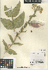  (Asclepias erosa - CCDB-24907-A09)  @11 [ ] CreativeCommons - Attribution Non-Commercial Share-Alike (2015) SDNHM San Diego Natural History Museum