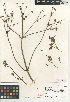  ( - CCDB-24907-B07)  @11 [ ] CreativeCommons - Attribution Non-Commercial Share-Alike (2015) SDNHM San Diego Natural History Museum