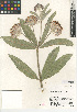  ( - CCDB-24907-B09)  @11 [ ] CreativeCommons - Attribution Non-Commercial Share-Alike (2015) SDNHM San Diego Natural History Museum