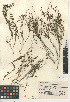  ( - CCDB-24907-B10)  @11 [ ] CreativeCommons - Attribution Non-Commercial Share-Alike (2015) SDNHM San Diego Natural History Museum