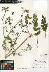  ( - CCDB-24907-C04)  @11 [ ] CreativeCommons - Attribution Non-Commercial Share-Alike (2015) SDNHM San Diego Natural History Museum
