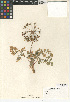  (Tauschia - CCDB-24907-D08)  @11 [ ] CreativeCommons - Attribution (2014) Linda Jennings University of British Columbia