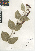  (Asclepias californica - CCDB-24907-D09)  @11 [ ] CreativeCommons - Attribution Non-Commercial Share-Alike (2015) SDNHM San Diego Natural History Museum