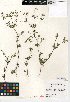  (Apiastrum - CCDB-24907-E04)  @11 [ ] CreativeCommons - Attribution Non-Commercial Share-Alike (2015) SDNHM San Diego Natural History Museum