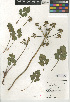  (Tauschia arguta - CCDB-24907-E08)  @11 [ ] CreativeCommons - Attribution Non-Commercial Share-Alike (2015) SDNHM San Diego Natural History Museum