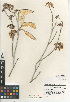  ( - CCDB-24907-E09)  @11 [ ] CreativeCommons - Attribution Non-Commercial Share-Alike (2015) SDNHM San Diego Natural History Museum