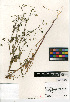  ( - CCDB-24907-F04)  @11 [ ] CreativeCommons - Attribution Non-Commercial Share-Alike (2015) SDNHM San Diego Natural History Museum