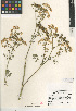  ( - CCDB-24907-F05)  @11 [ ] CreativeCommons - Attribution Non-Commercial Share-Alike (2015) SDNHM San Diego Natural History Museum