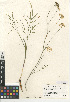  (Perideridia - CCDB-24907-F07)  @11 [ ] CreativeCommons - Attribution (2014) Linda Jennings University of British Columbia