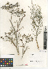  ( - CCDB-24907-G06)  @11 [ ] CreativeCommons - Attribution Non-Commercial Share-Alike (2015) SDNHM San Diego Natural History Museum