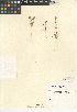  (Spermolepis - CCDB-24907-G08)  @11 [ ] CreativeCommons - Attribution (2014) Linda Jennings University of British Columbia