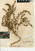  ( - CCDB-24914-D03)  @11 [ ] CreativeCommons - Attribution Non-Commercial Share-Alike (2015) SDNHM San Diego Natural History Museum